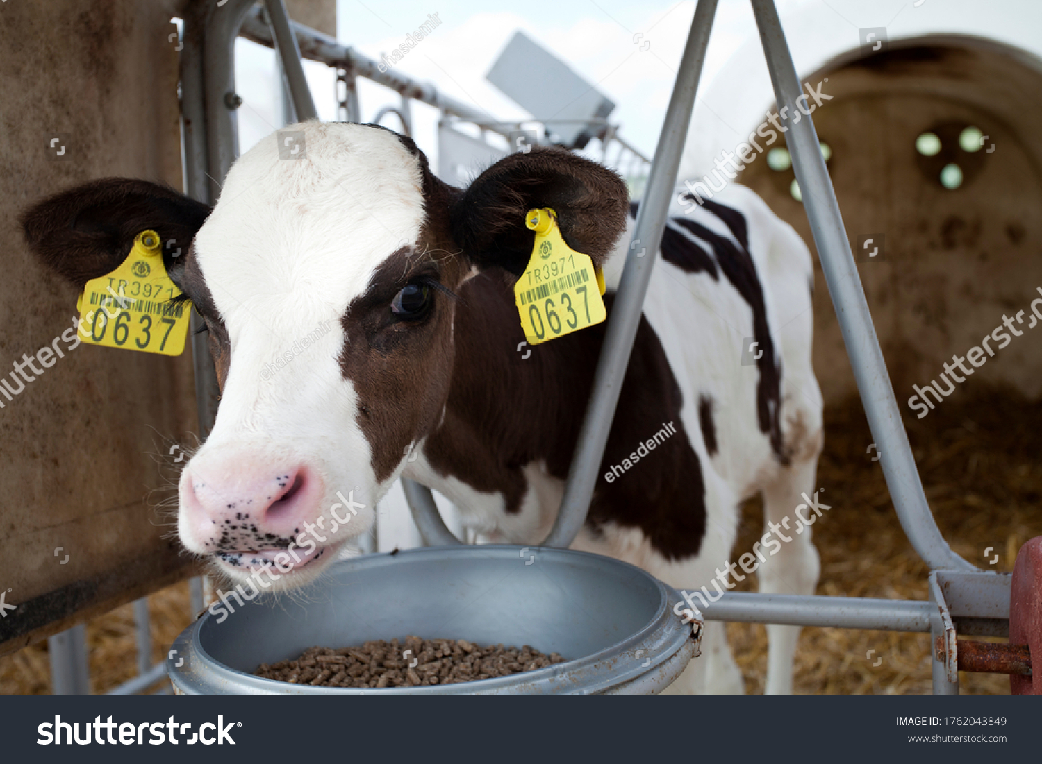 industrial livestock. calves in cattle farm #1762043849