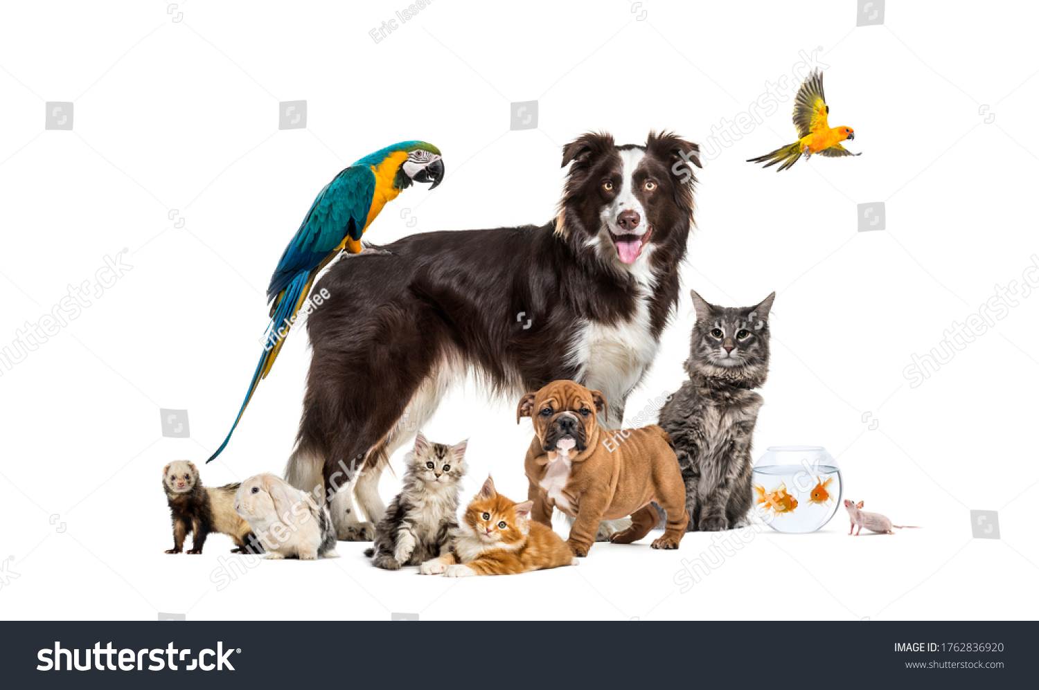 Group of pets posing around a border collie; dog, cat, ferret, rabbit, bird, fish, rodent #1762836920