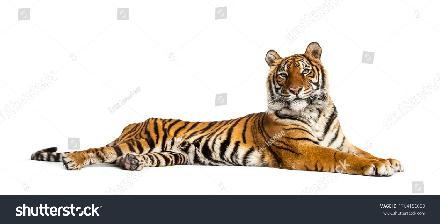 Tiger lying down isolated on white #1764186620