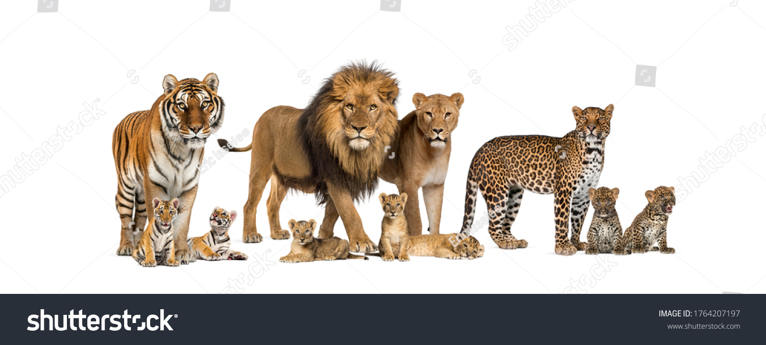 Large group of many wild cats, cub and adult together in a row #1764207197