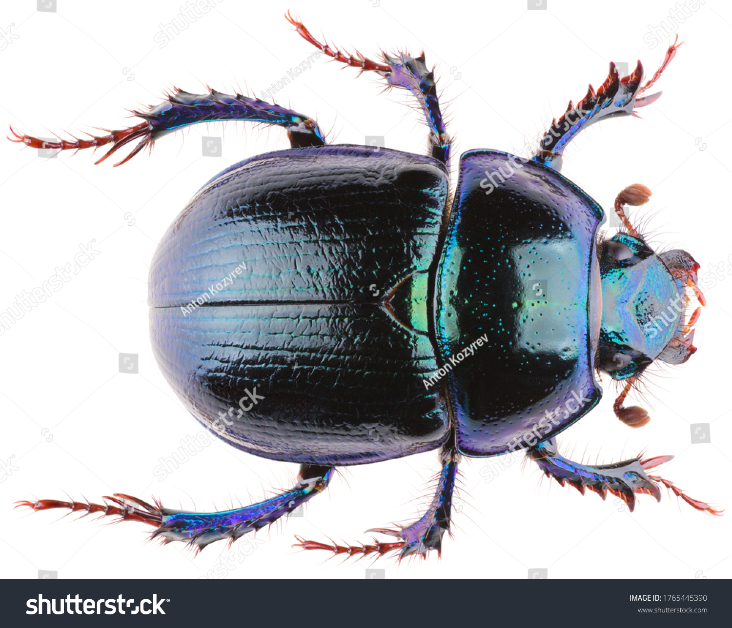 Anoplotrupes stercorosus dor beetle, is a species of earth-boring dung beetle belonging to the family Geotrupidae. Dorsal view of dung beetle Anoplotrupes stercorosus isolated on white background. #1765445390
