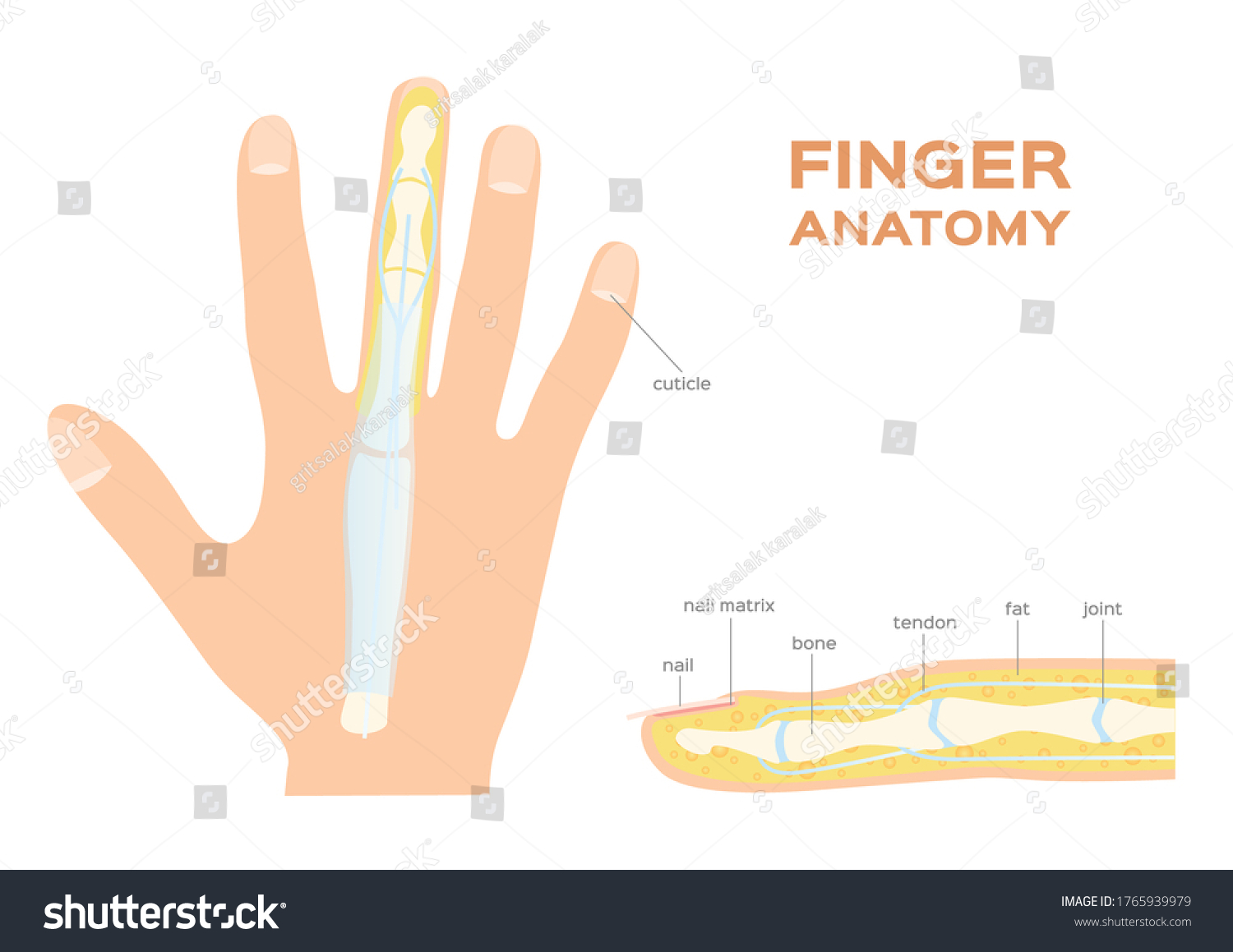 Structure Of A Nail Finger Anatomy Royalty Free Stock Vector