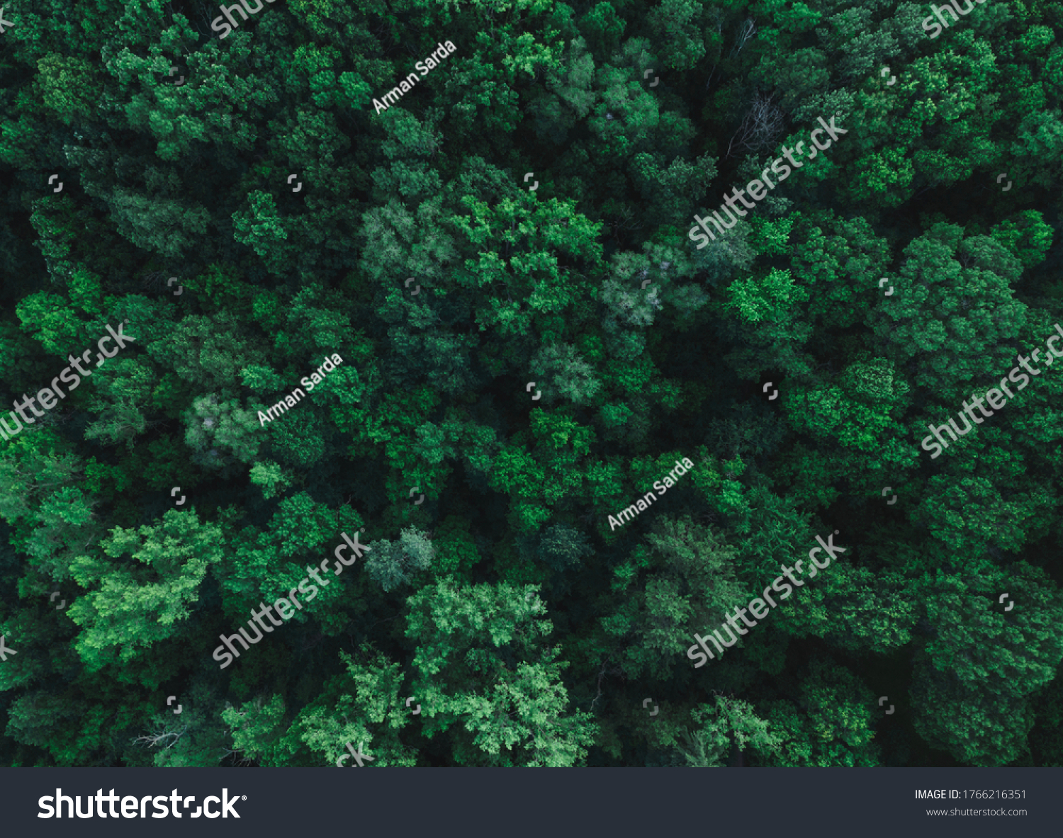 Forest top from a bird’s eye view #1766216351