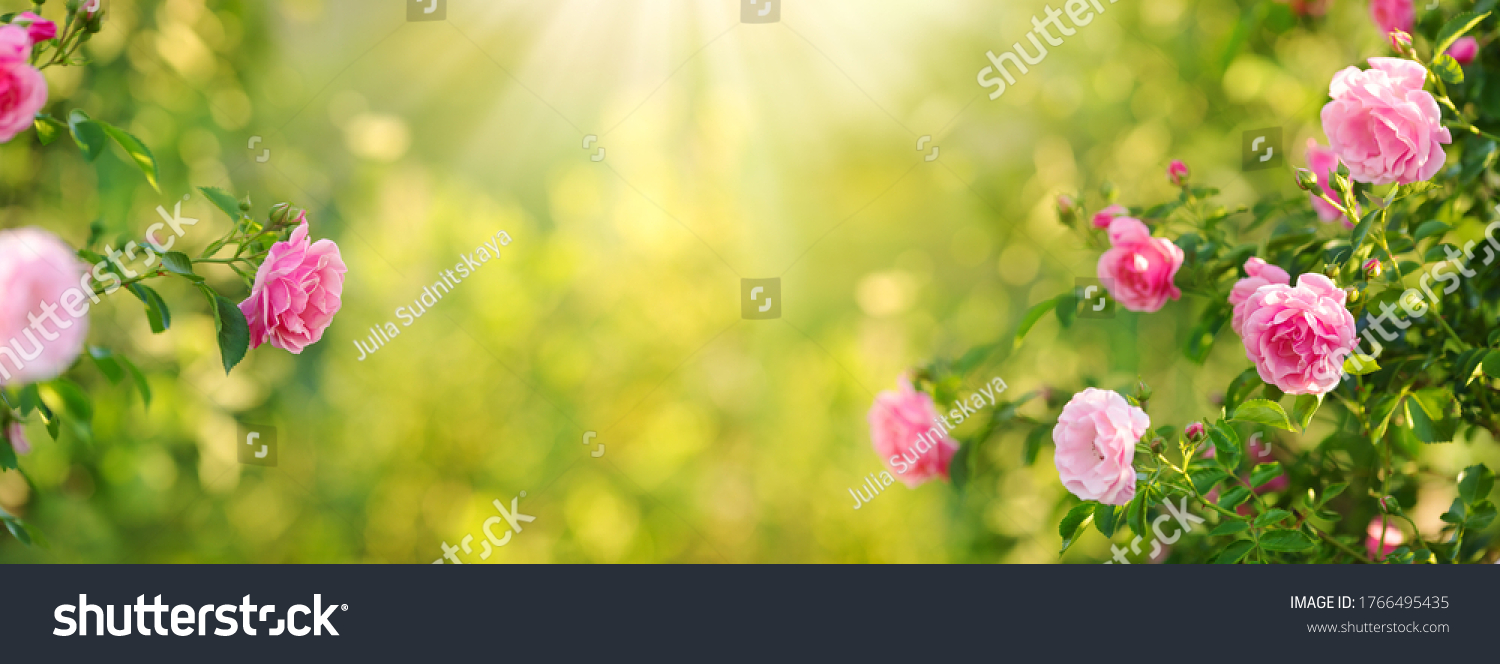 Beautiful nature field with vintage rose flowers of pink color in rose bushes in sunlight, English garden background and floral landscape.  #1766495435