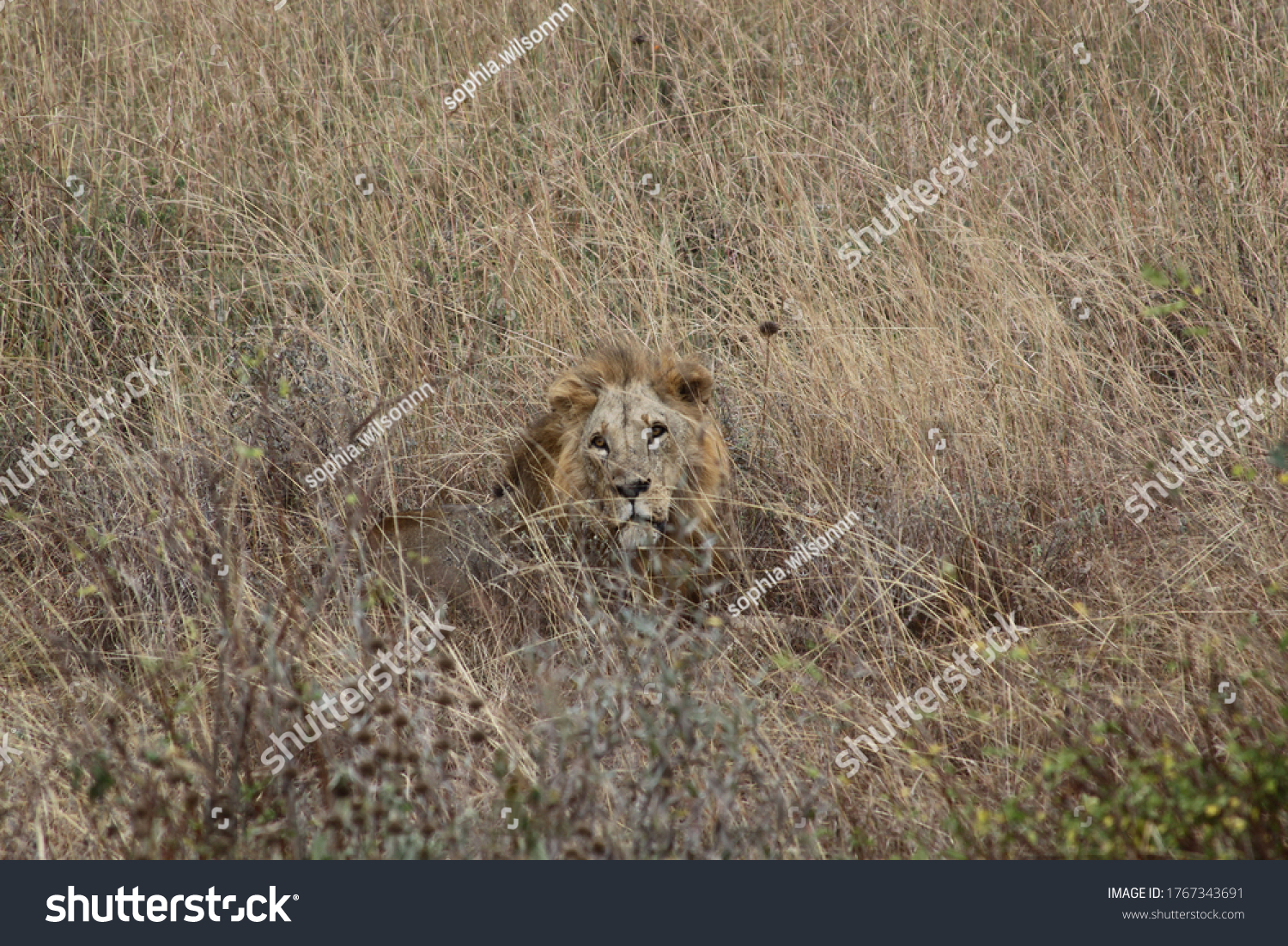 African safari in Kenya wildlife #1767343691