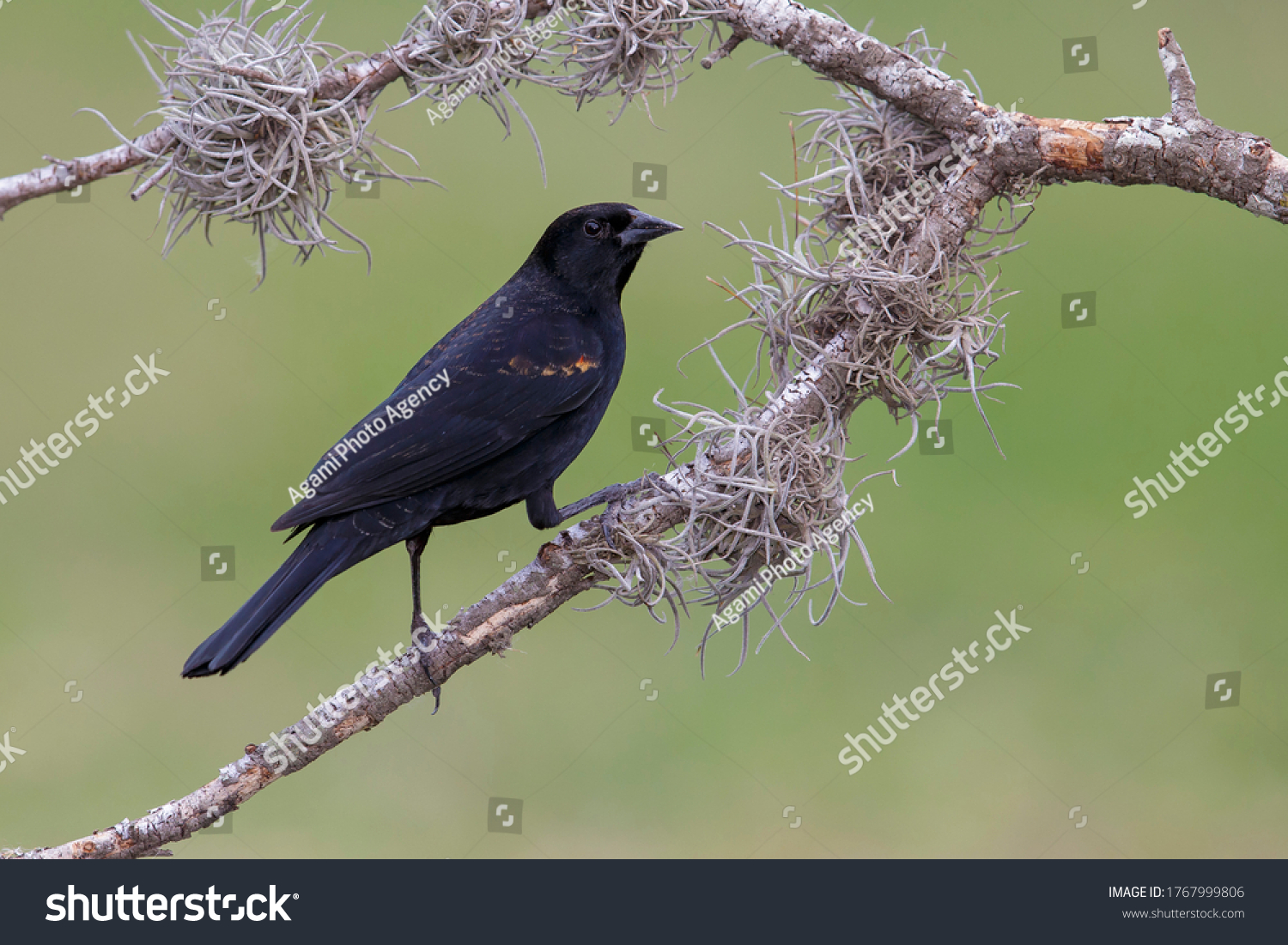 Subadult or adult male Red-winged Blackbird (Agelaius phoeniceus) in non-breeding plumage Hidalgo County, Texas, United States. #1767999806