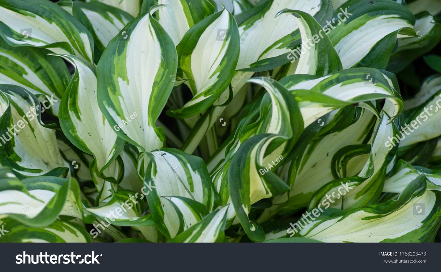 The hosta is a striped perennial garden plant, with beautiful strong leaves. #1768203473