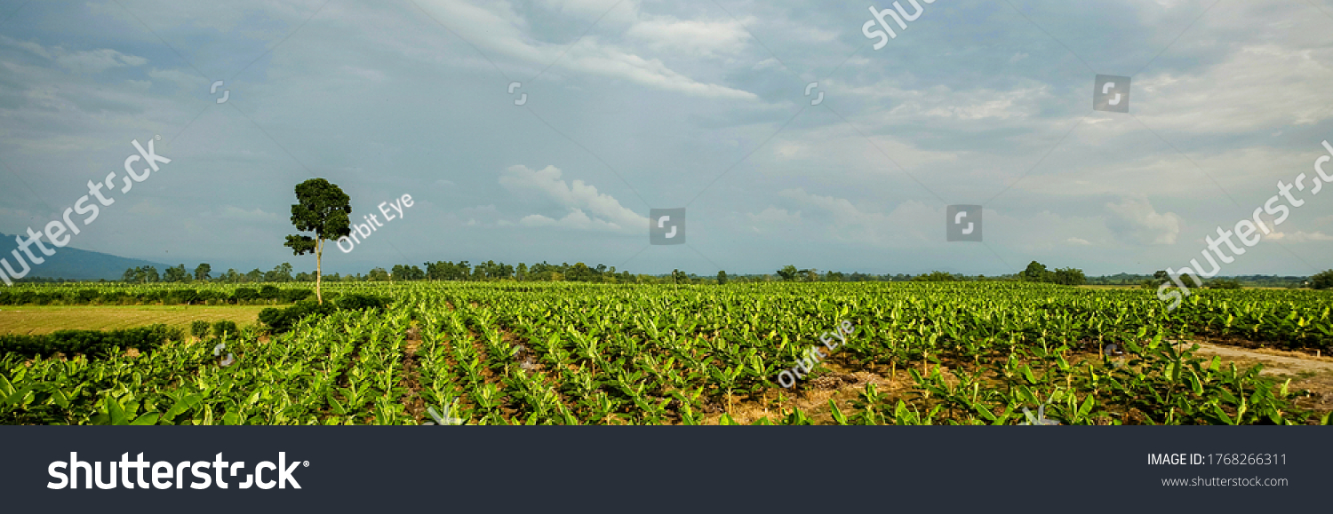 Panoramic view of a beautiful plantain field in the lowlands of the Ecuadorian coast. #1768266311