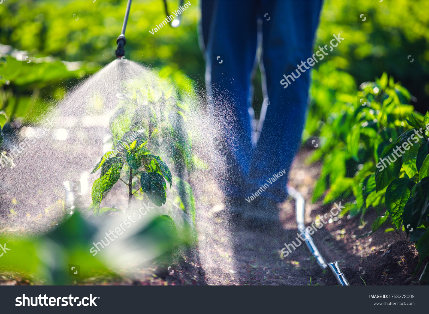 Farmer spraying vegetable green plants in the garden with herbicides, pesticides or insecticides. #1768278008
