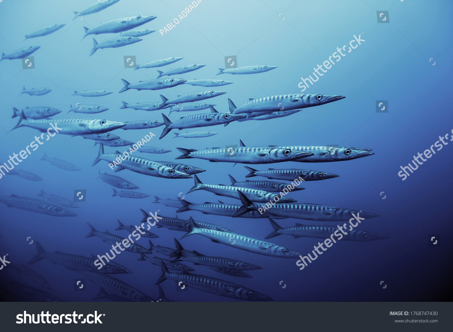 Detail of school of barracuda fish in the Mediterranean sea underwater. Marine fauna of the Mediterranean island of Majorca #1768747430