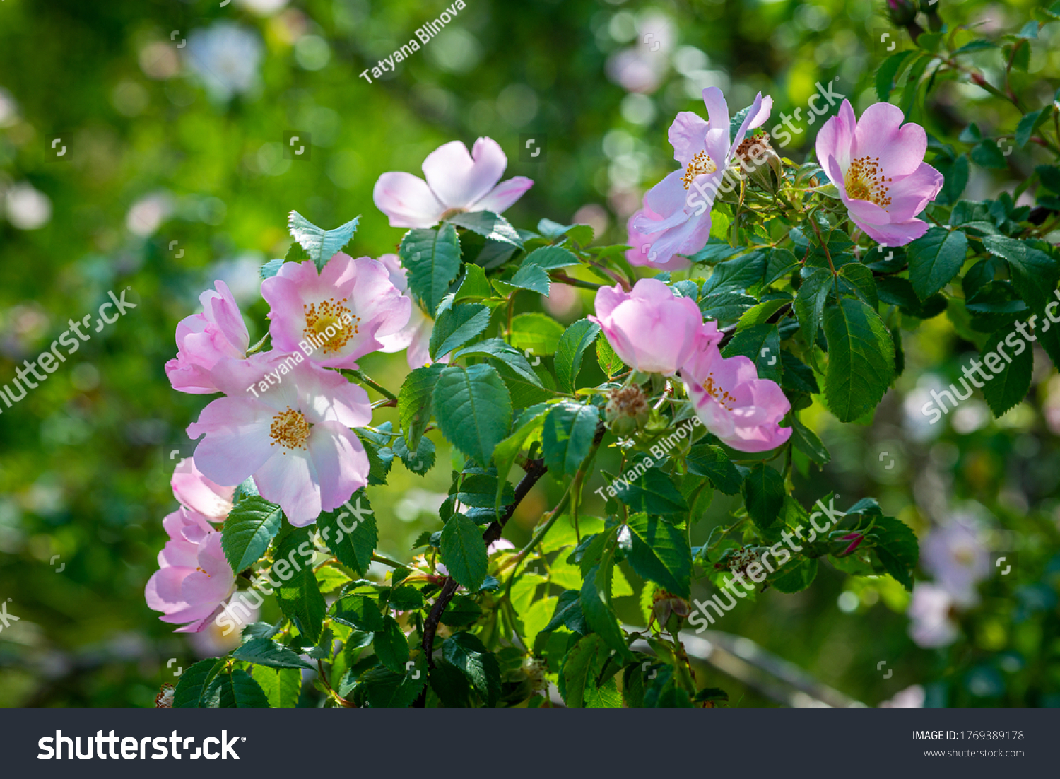 Blooming wild rose Bush. Beautiful pink flowers in the summer forest. Useful medicinal plant for decoction of tea for health #1769389178