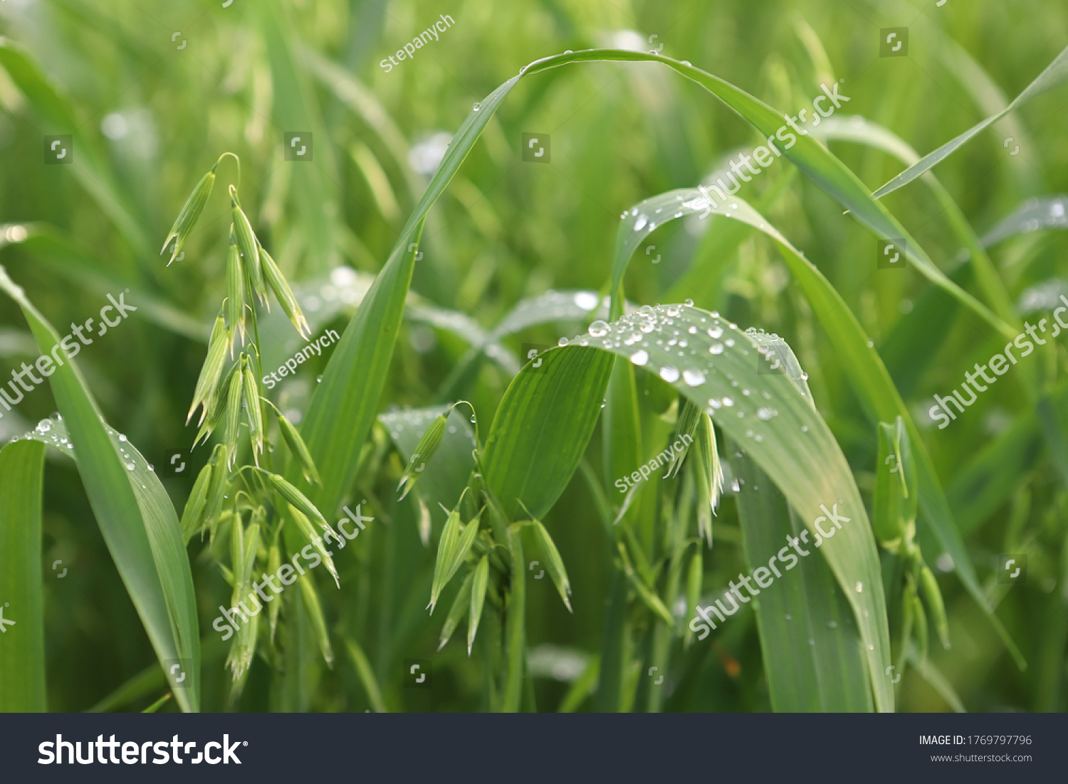Young green oats on a field in rainy weather. Oat field on a background of blue sky and white clouds. Field of young green oats. The concept of a good harvest, agricultural industry. #1769797796