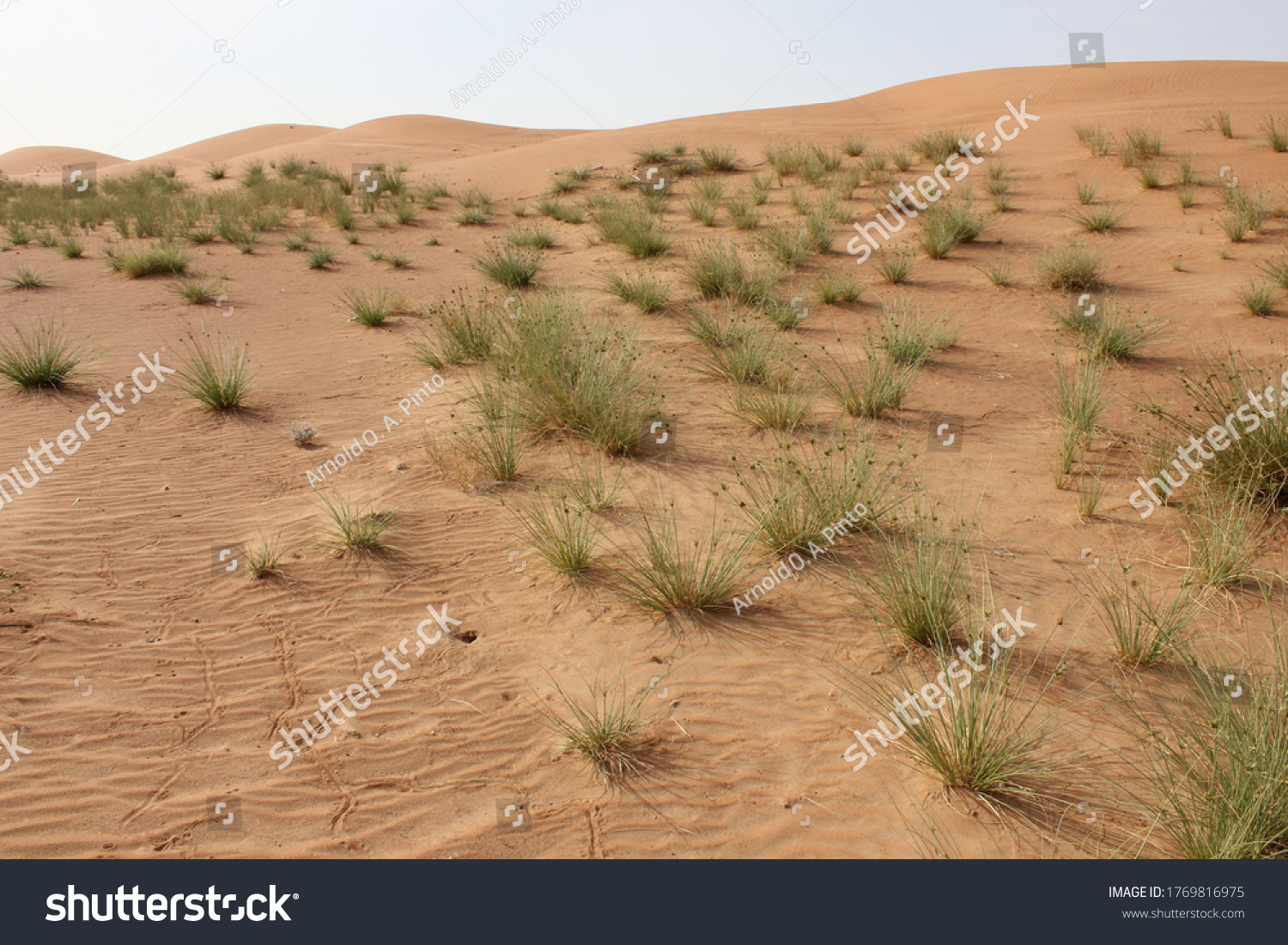Desert sand dunes ecology/ecosystem in the United Arab Emirates, Middle East. Wind action constantly changes the dimensions and color texture of the beautiful and inhospitable sand dunes. #1769816975