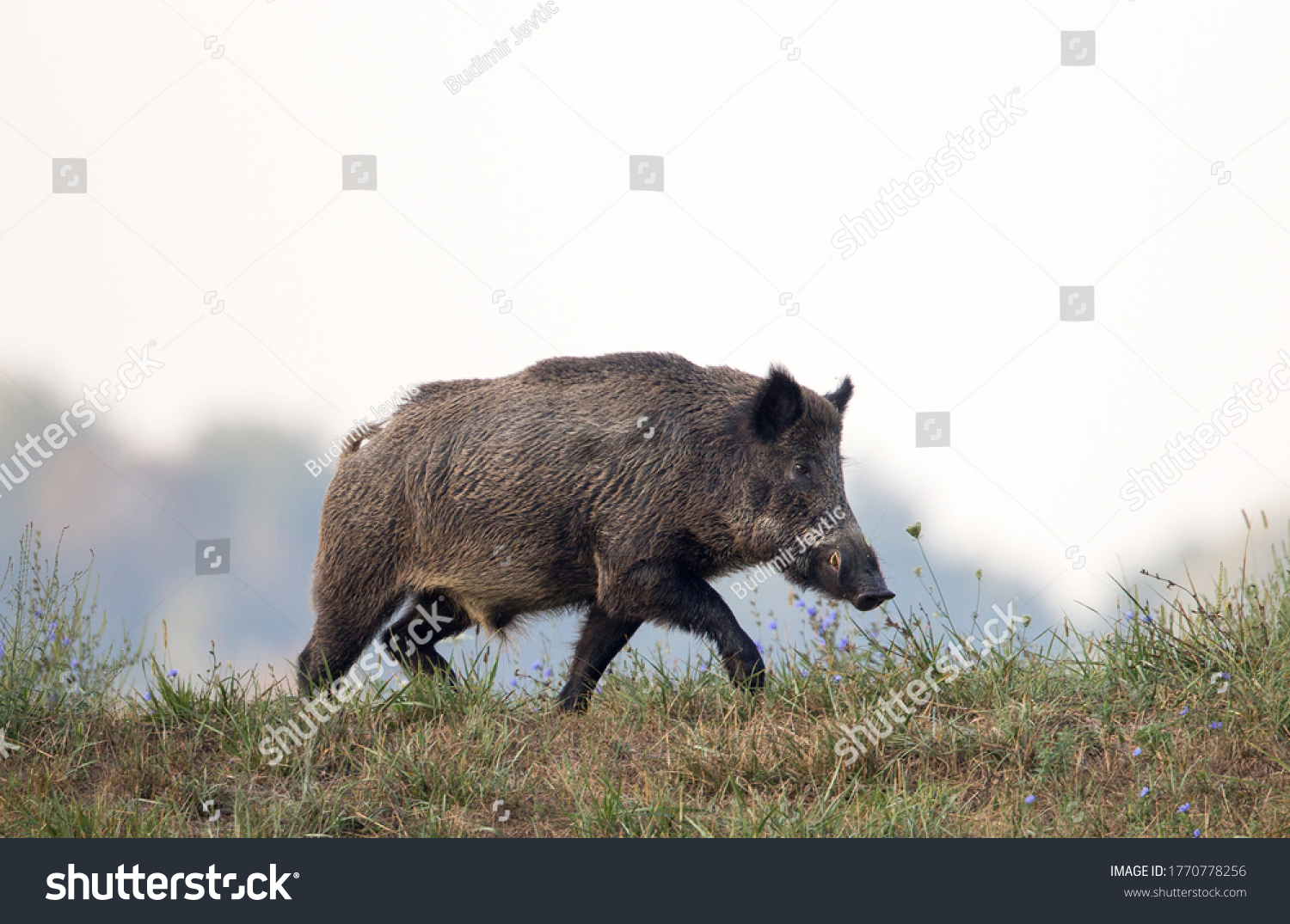 Wild boar (sus scrofa ferus) walking on meadow in late summer time. Wildlife in natural habitat