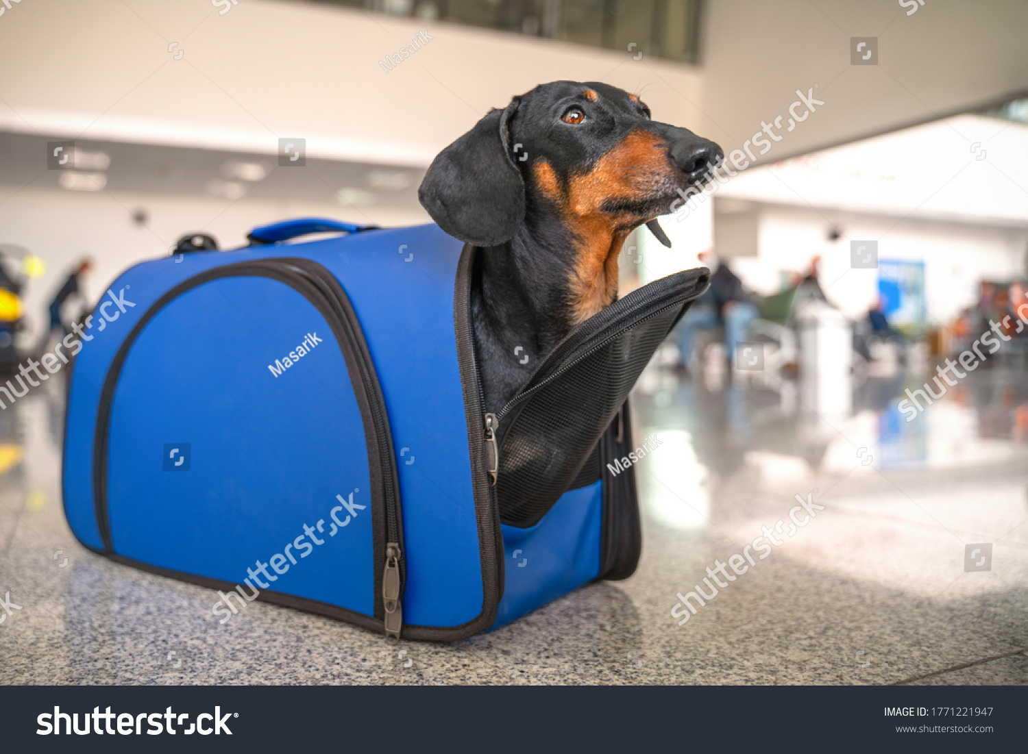 Obedient dachshund dog sits in almost closed blue pet carrier at airport or train station, looks up and waits owner. Safe travel with animals. Customs quarantine to transporting animals across border. #1771221947