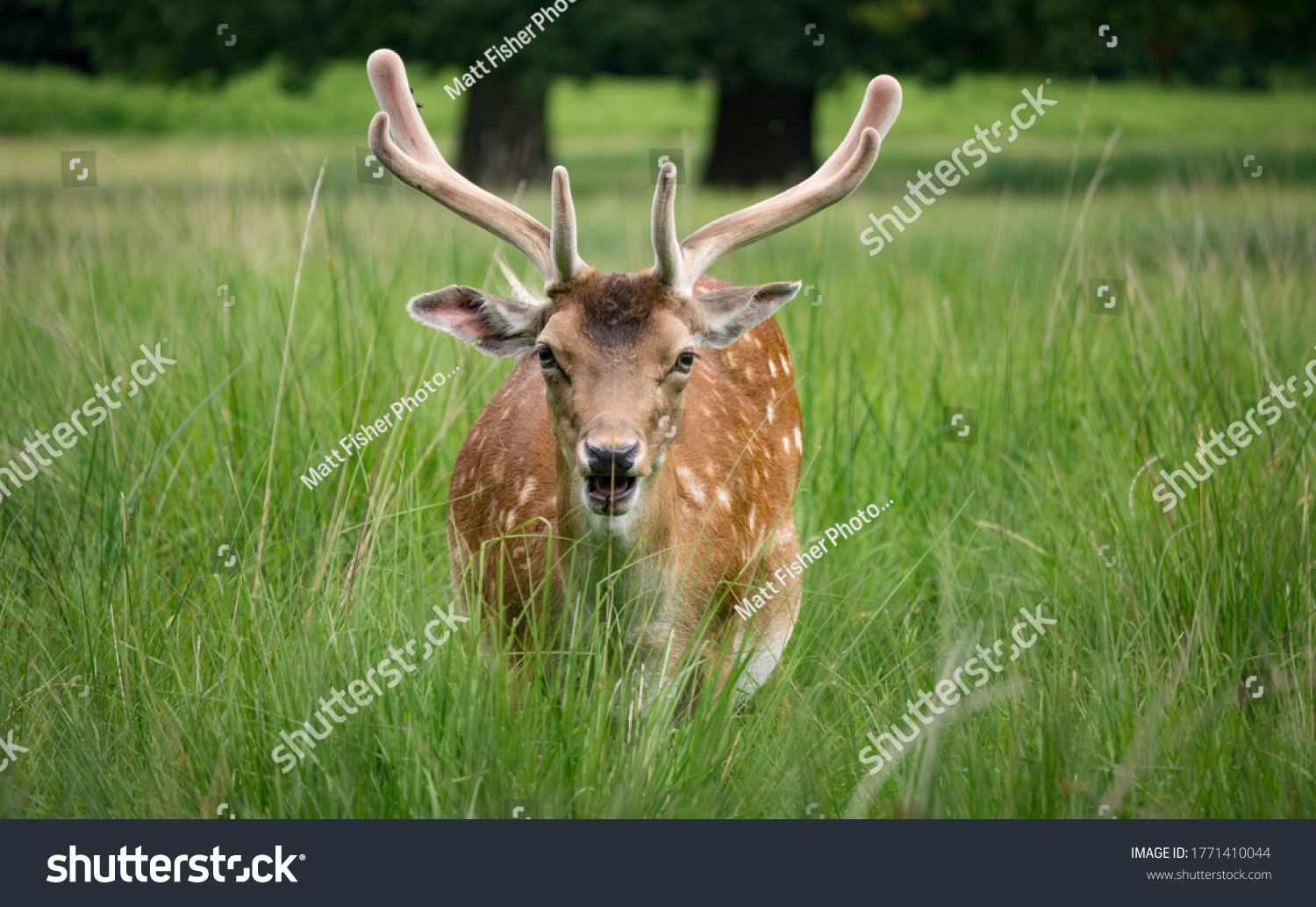 Deer in long grass at Dunham Massey #1771410044