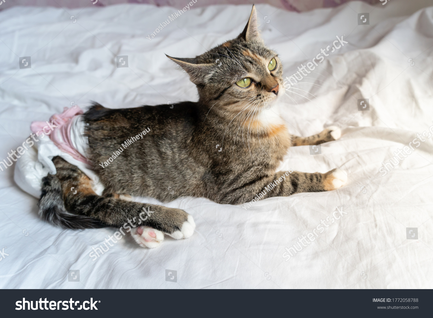 beautiful disabled cat with big green eyes in a disposable diaper is lying on a white sheet on the bed. Cat with paralyzed hind legs. #1772058788