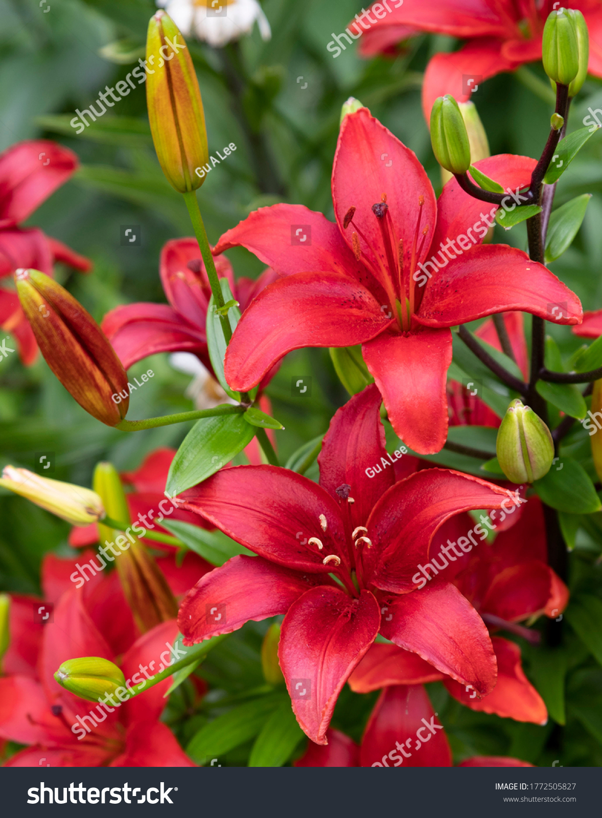 Lilies with red flowers in the form of stars and buds on a background of bright green leaves. #1772505827