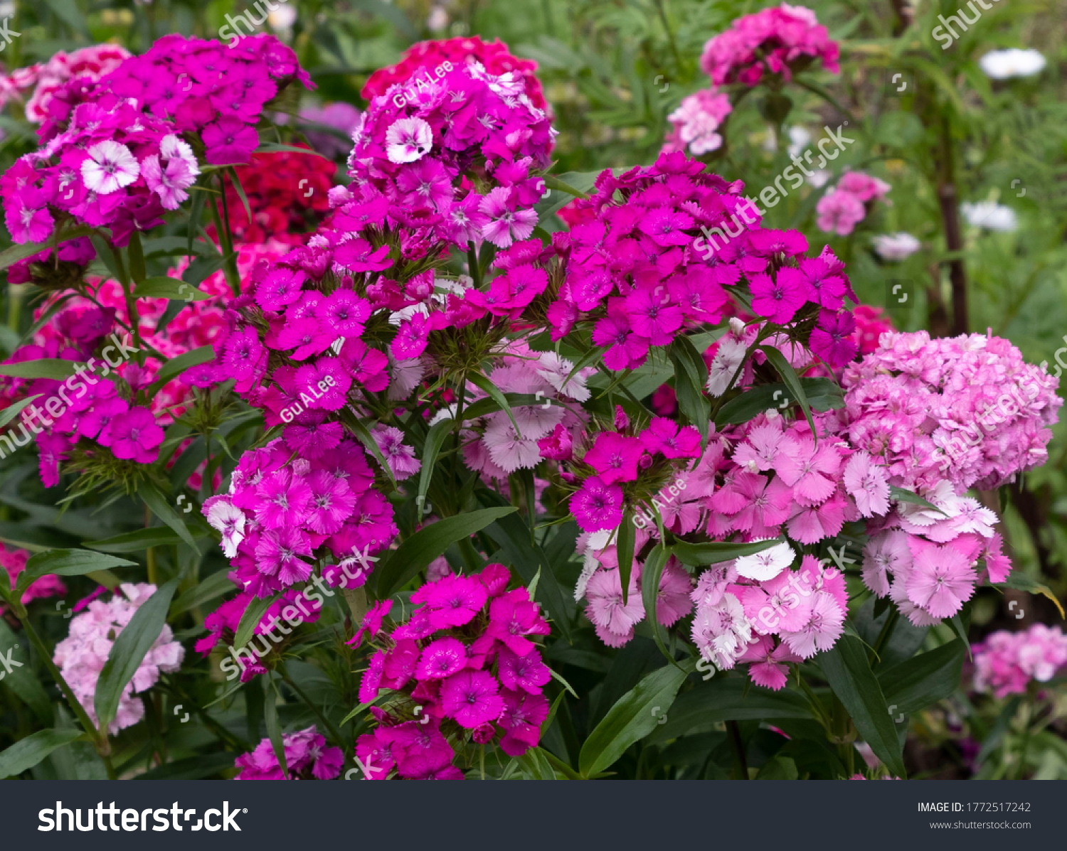 Turkish carnation or barbatus, light and dark pink flowers among the greenery. #1772517242