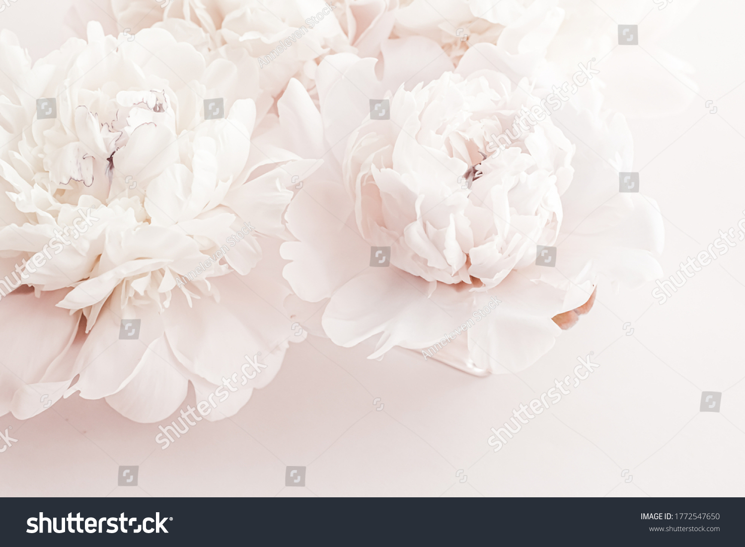 Pastel peony flowers in bloom as floral art background, wedding decor and luxury branding design #1772547650