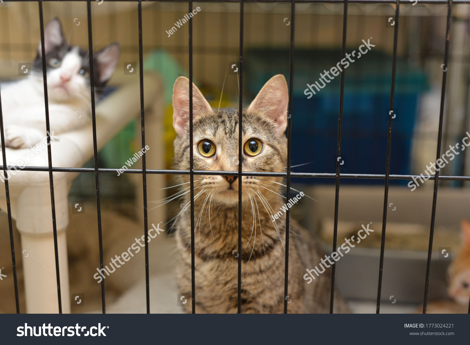 Cats at an Animal Shelter #1773024221