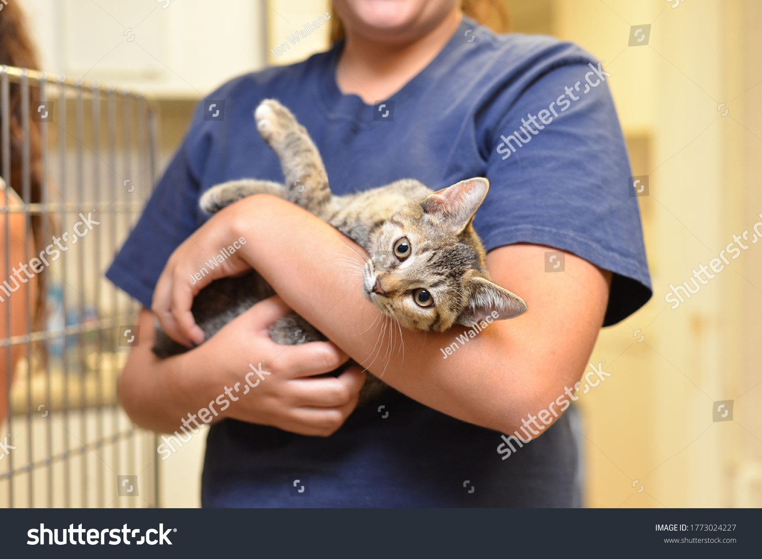 Cat at an Animal Shelter #1773024227