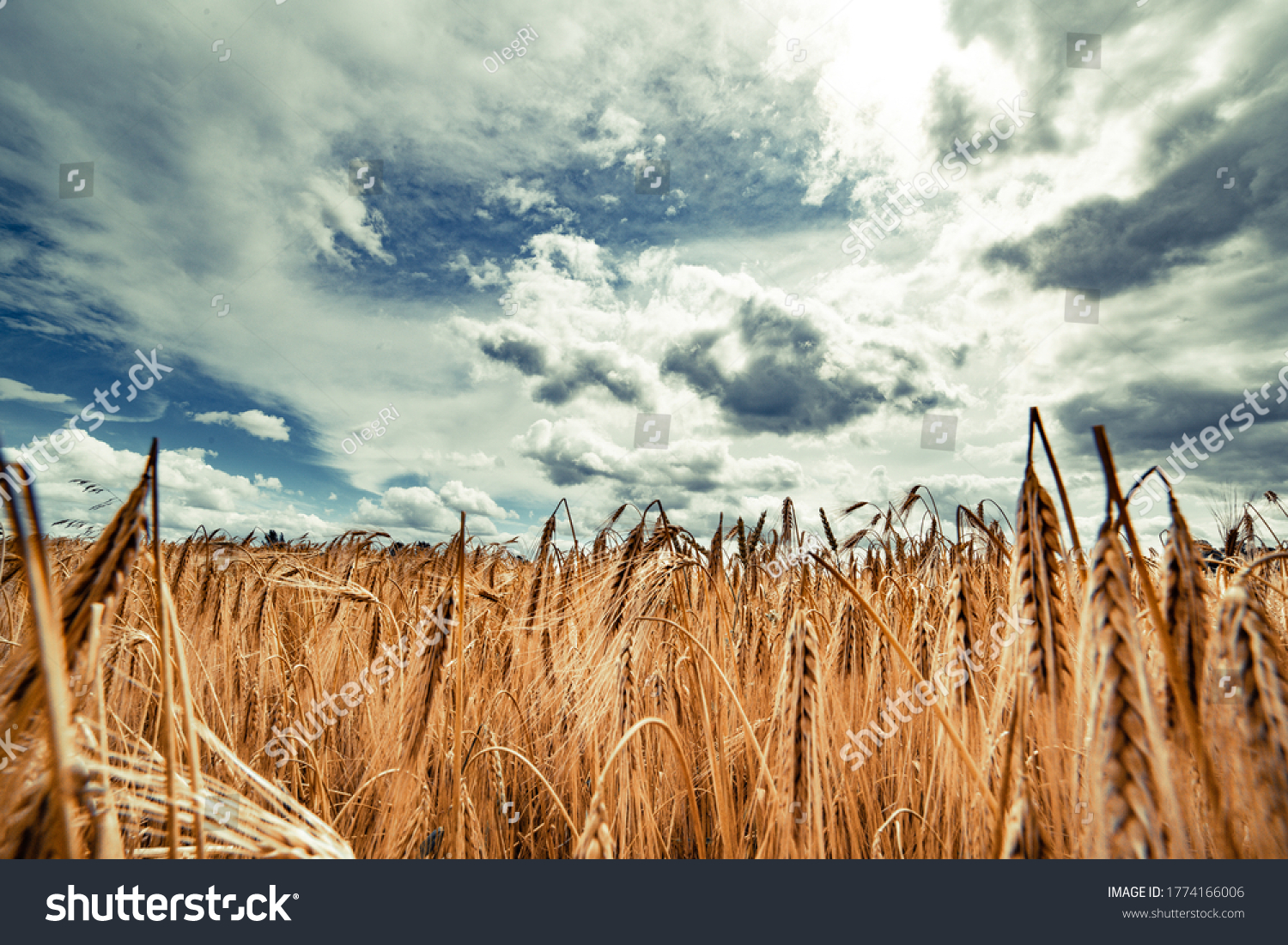 Beautiful landscape with field of ripe rye and blue summer sky. #1774166006
