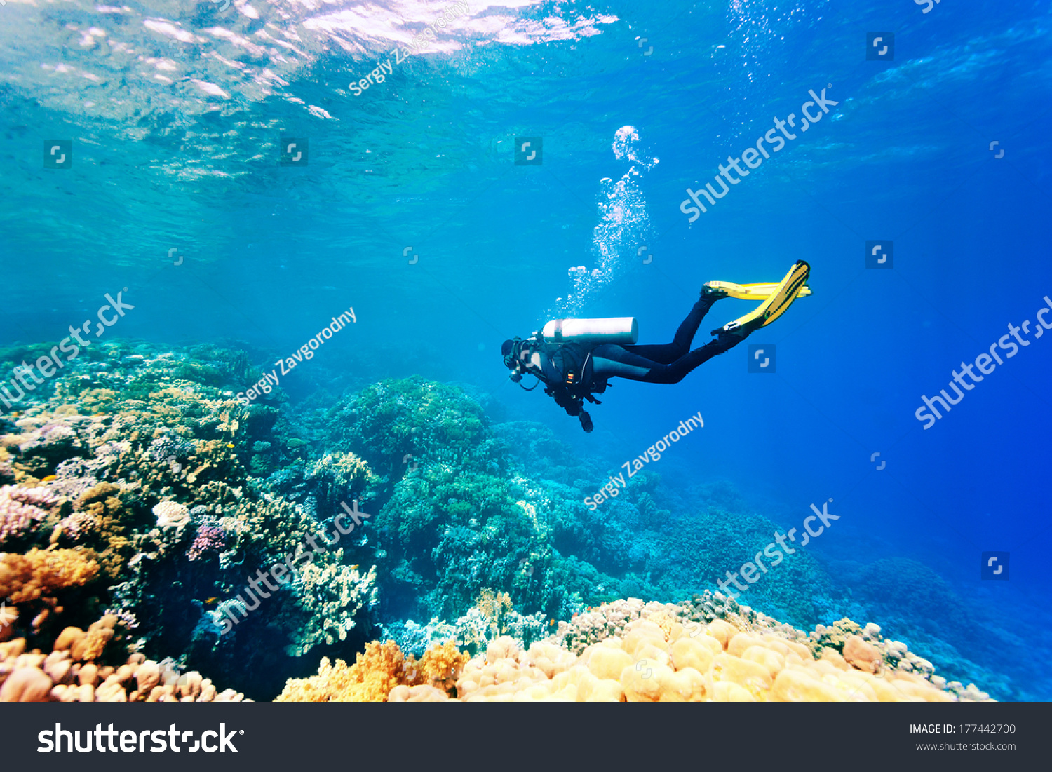 Female scuba diver swimming under water #177442700