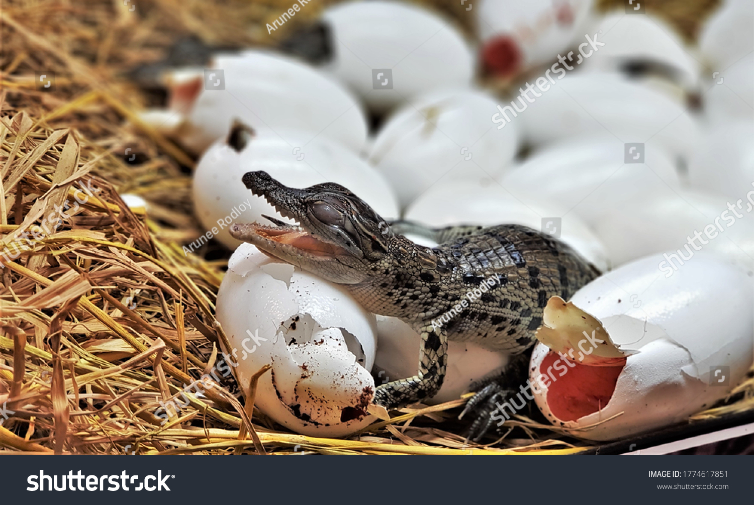 new born freshwater crocodile or crocodile baby are hatching, poke their head out of the egg in hatchery room at crocodile farm.
Johnstone’s crocodile (Crocodylus johnsoni) is aquatic animals. #1774617851