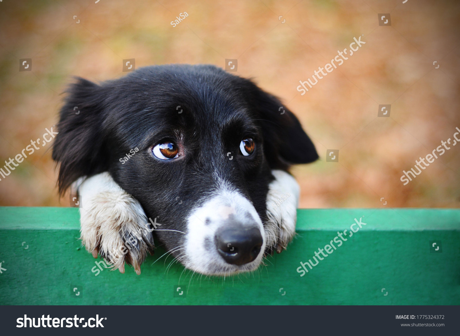 Skeptic sad border collie dog thinking & dont know what to do in park looks depressed. Homeless witty dog sad eyes thinking - look side. Collie dog sad eyes closeup hanging on bench. Collie thinking #1775324372