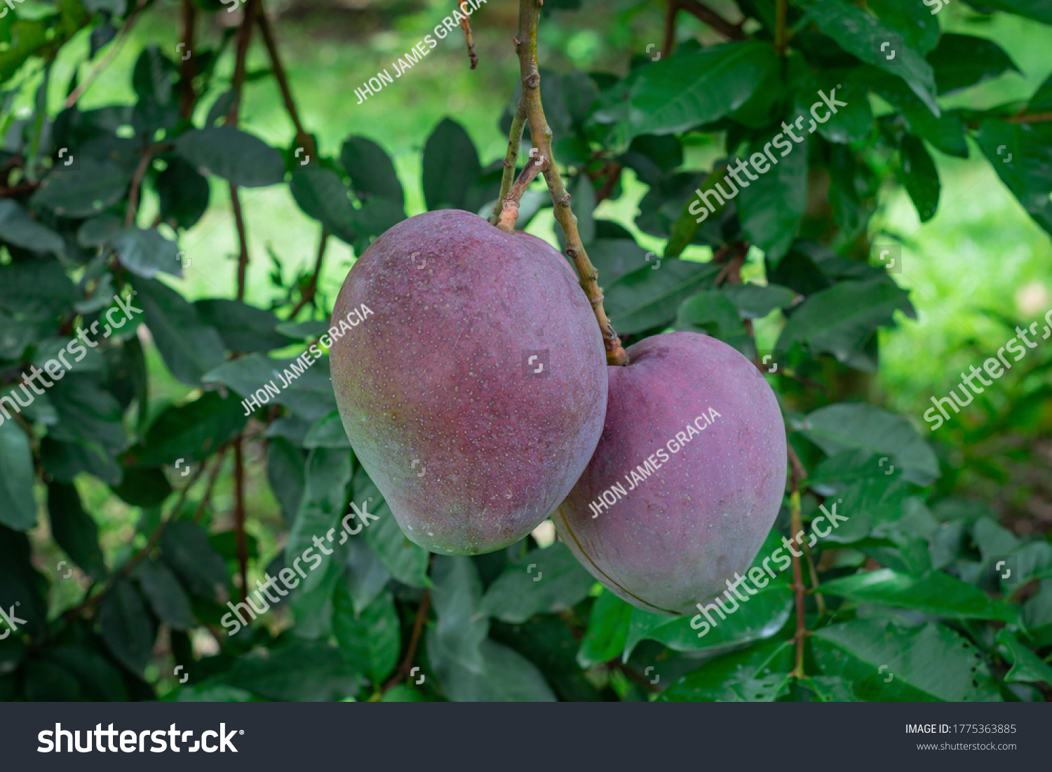 Mango Tommy Atkins photograph taken of two mangoes attached to the tree #1775363885