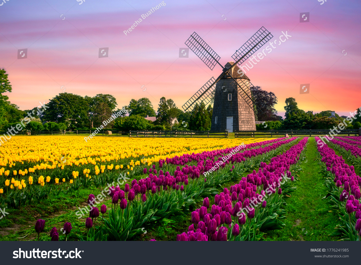 windmill in beautiful color tulips field  #1776241985