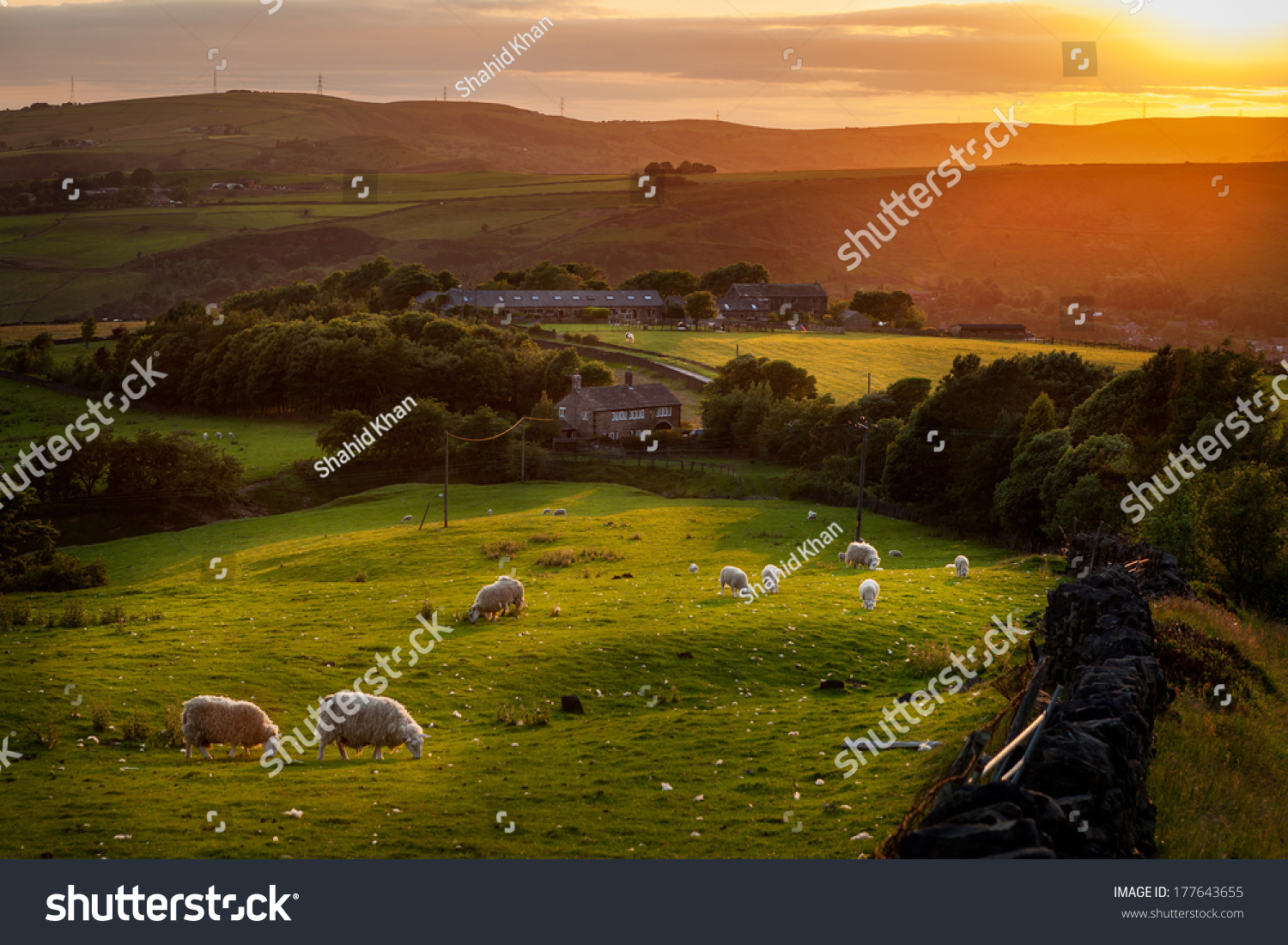 Sheep grazing in a beautiful landscape in the British countryside near the outskirts of Manchester. #177643655