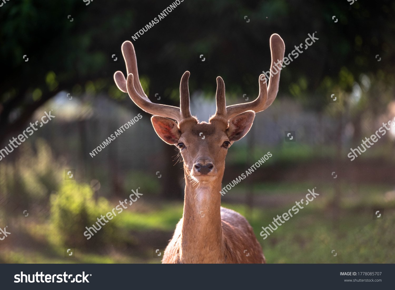 Head of a male deer. Cervus elaphus. The fallow deer Dama dama to the family Cervidae. Male #1778085707