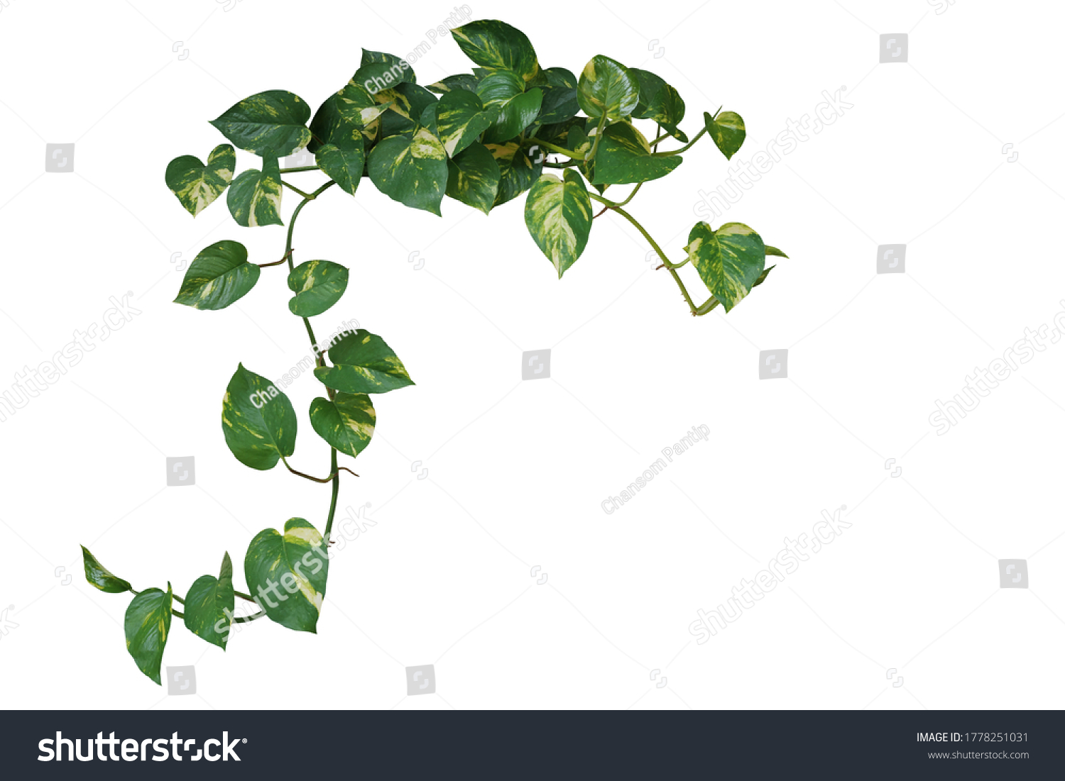 Heart shaped green variegated leave hanging vine plant of devil’s ivy or golden pothos (Epipremnum aureum) popular foliage tropical houseplant isolated on white with clipping path. #1778251031