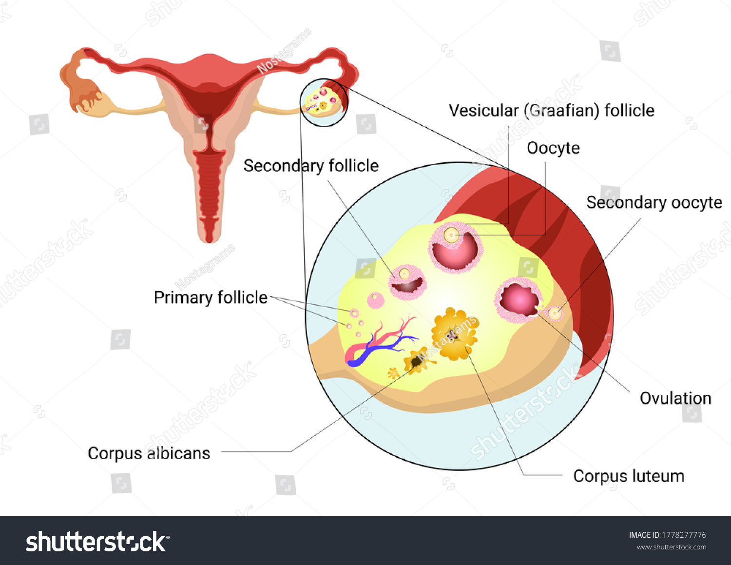 Female Reproductive System Anatomy Of Ovary And Royalty Free Stock Vector Avopix Com