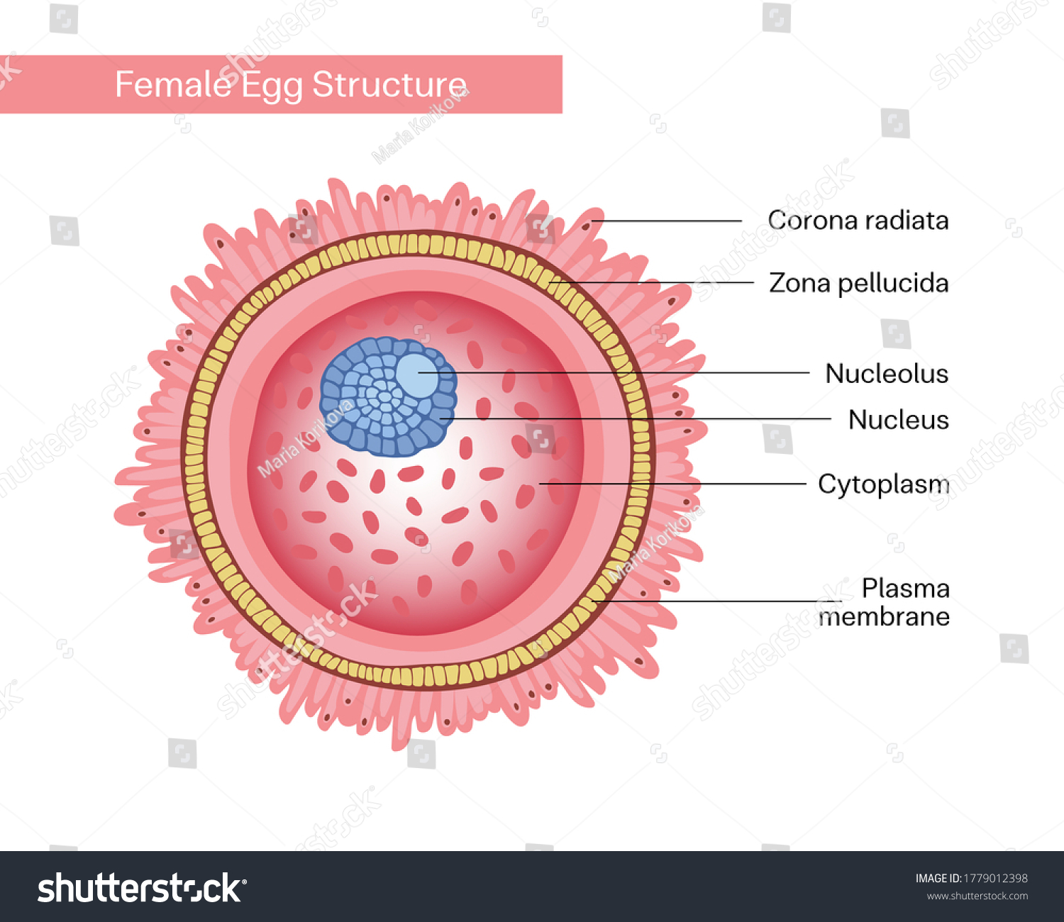 Female Egg Cell With Cytoplasm Nucleus Plasma Royalty Free Stock Vector 1779012398 1597