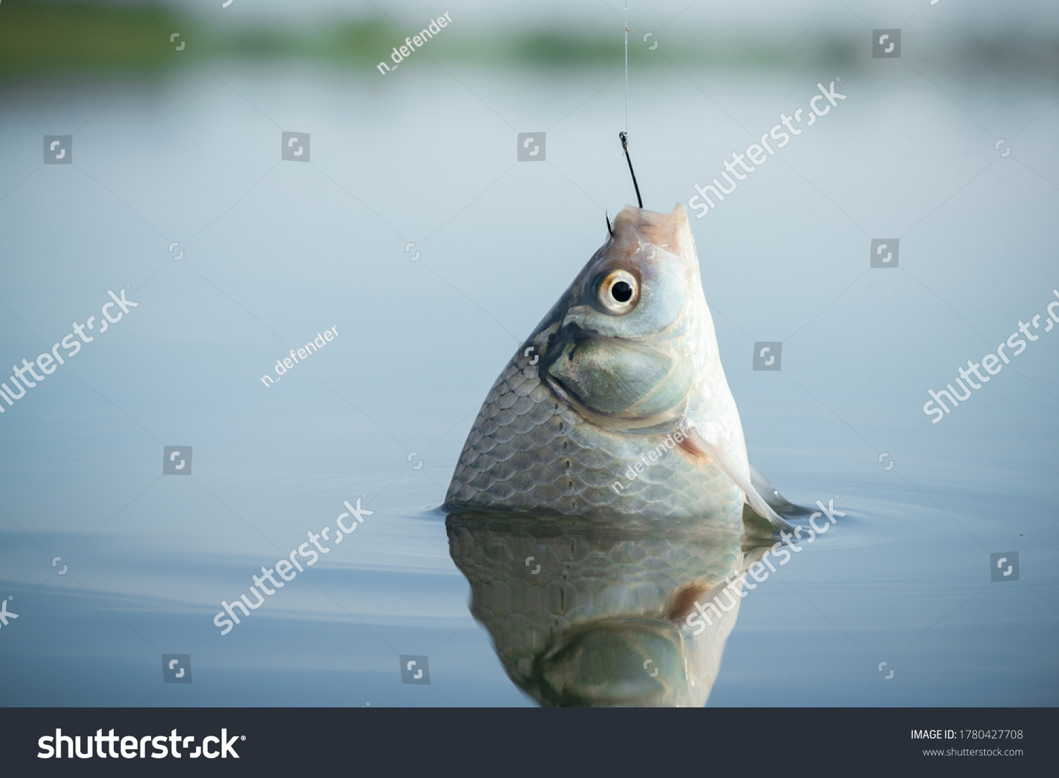 Crucian carp fish hanging on the fishing hook close up. #1780427708