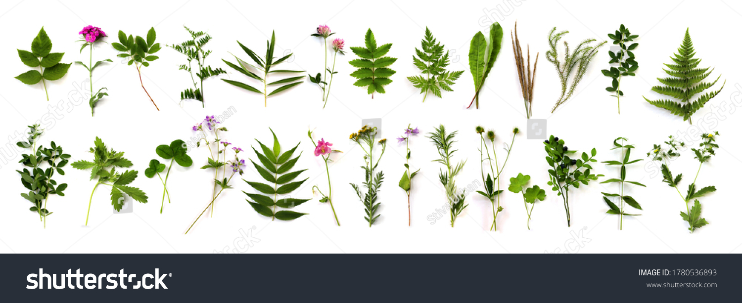 Botanical set. Herbarium of various plants on a white background. Freshly cut plants.  Forest flowers, herbs, berries.  #1780536893