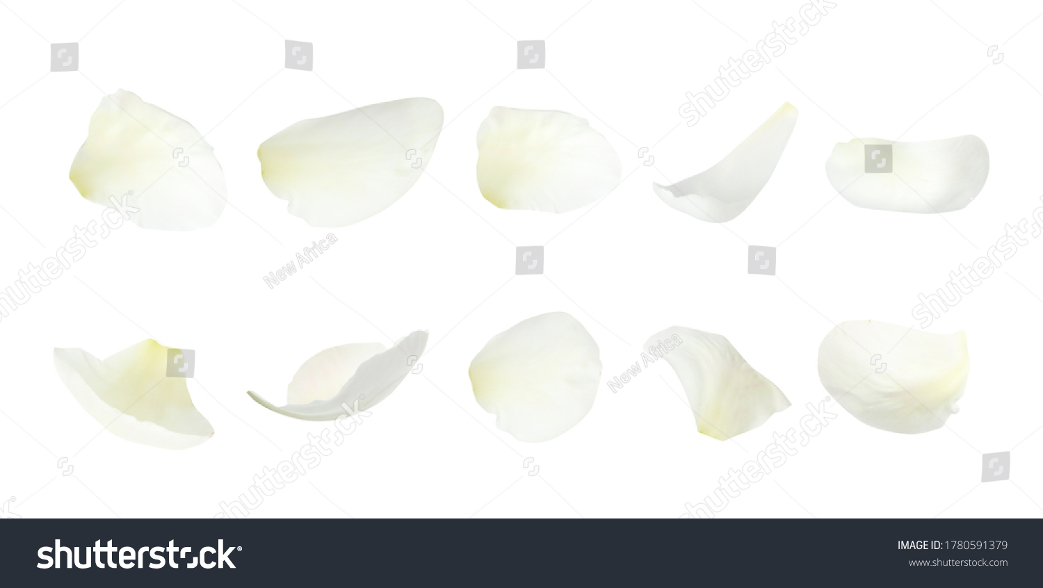 Set of fresh peony petals on white background. Banner design #1780591379