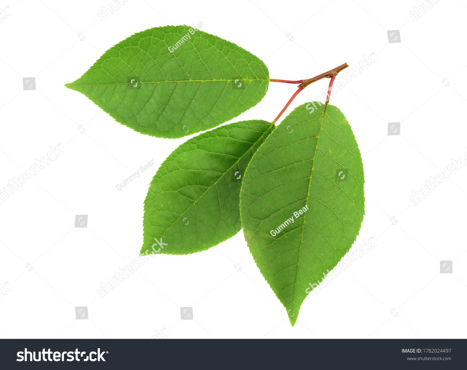 Bird cherry (prunus padus) fresh branch with leaves. Top View.  Also Known as Hackberry, Hagberry, or Mayday Tree. Isolated on white background. #1782024497