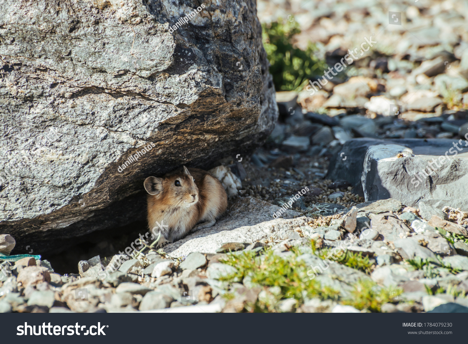 Beautiful little pika rodent hiding from heat under stone in shade. Small pika rodent hide from sun under rock in shadow in hot sunny day. Little furry pika animal sits under boulder at hot summer day #1784079230