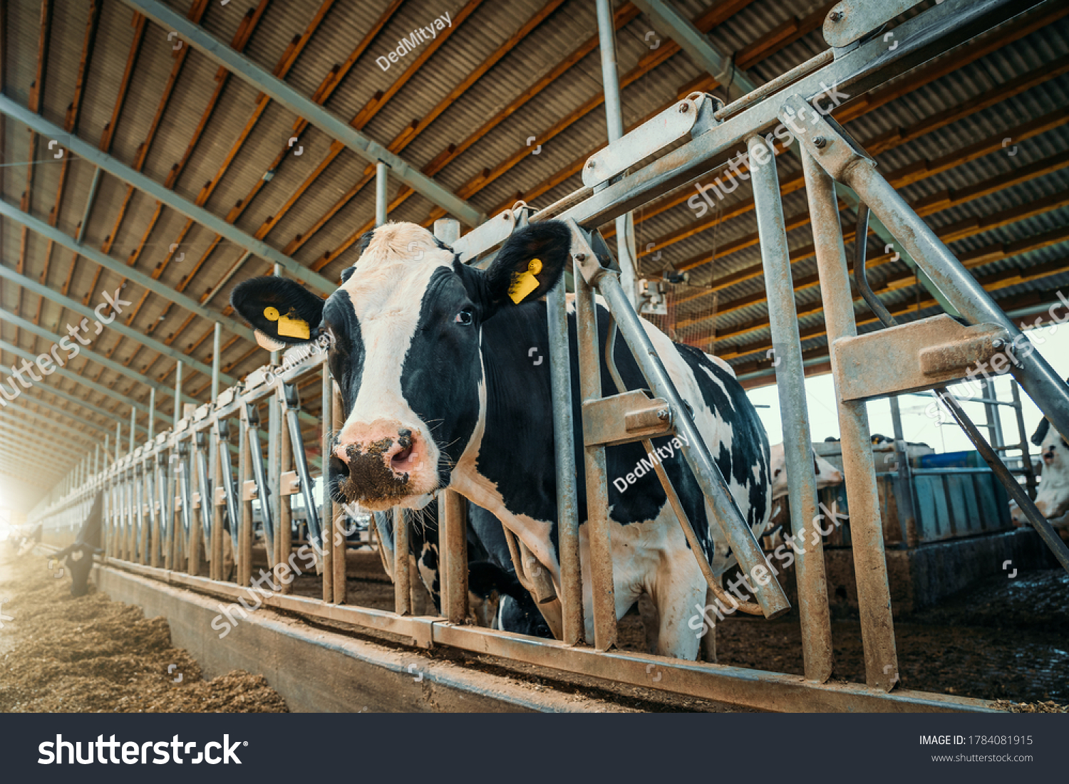 Cows on dairy farm. Cows breeding at modern milk or dairy farm. Cattle feeding with hay. #1784081915