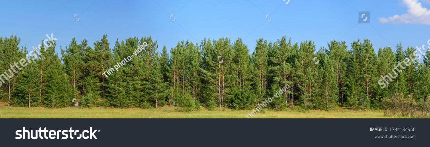 Panorama of the forest of pine trees, fir trees and shrubs. Blue sky with cloud. Concept - summer landscape for decoration. #1784184956