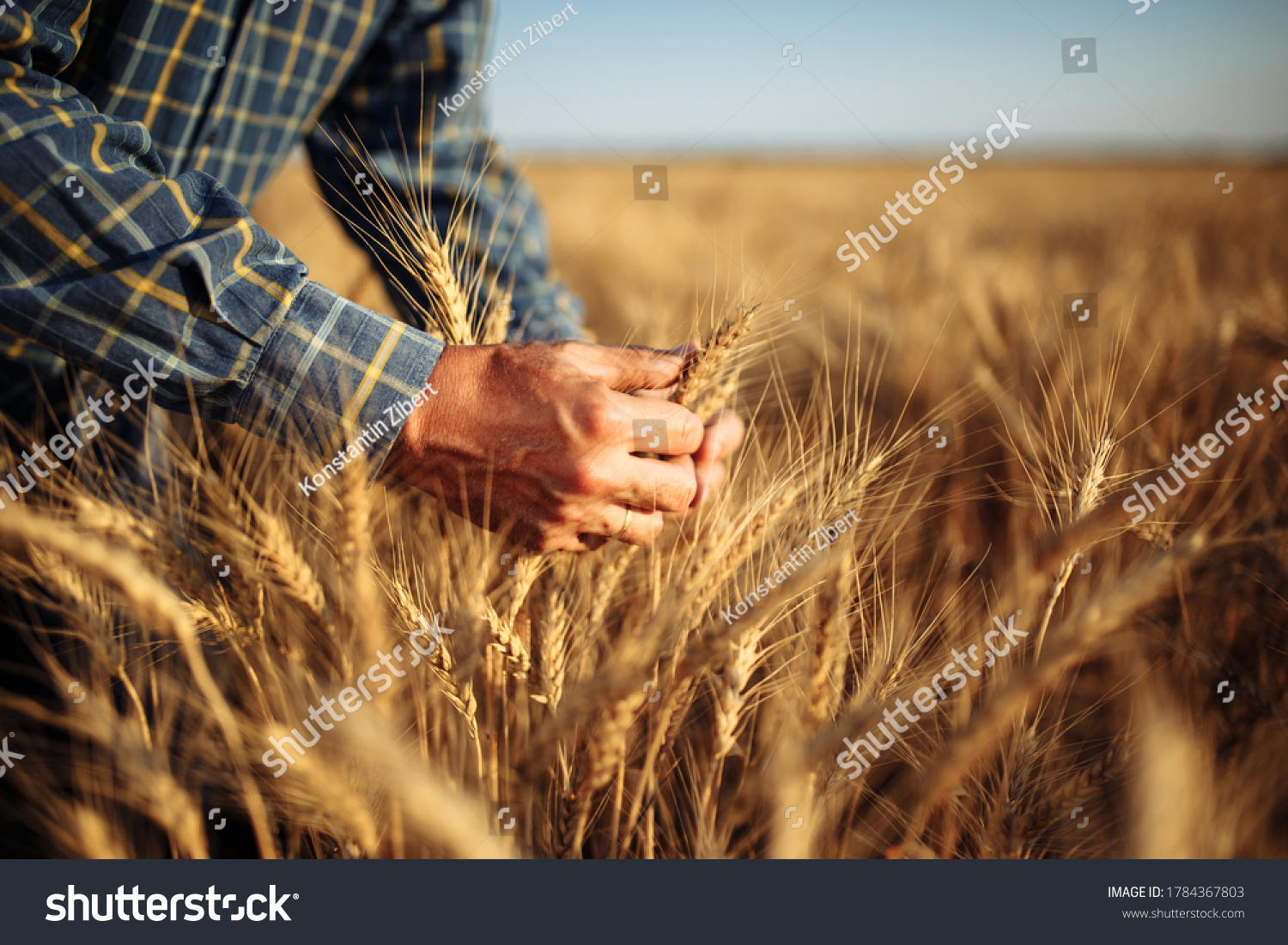 Man farmer checking the quality of wheat grain on the spikelets at the field. Male farm worker touches the ears of wheat to assure that the crop is in good condition. Agriculture, business, harvest. #1784367803