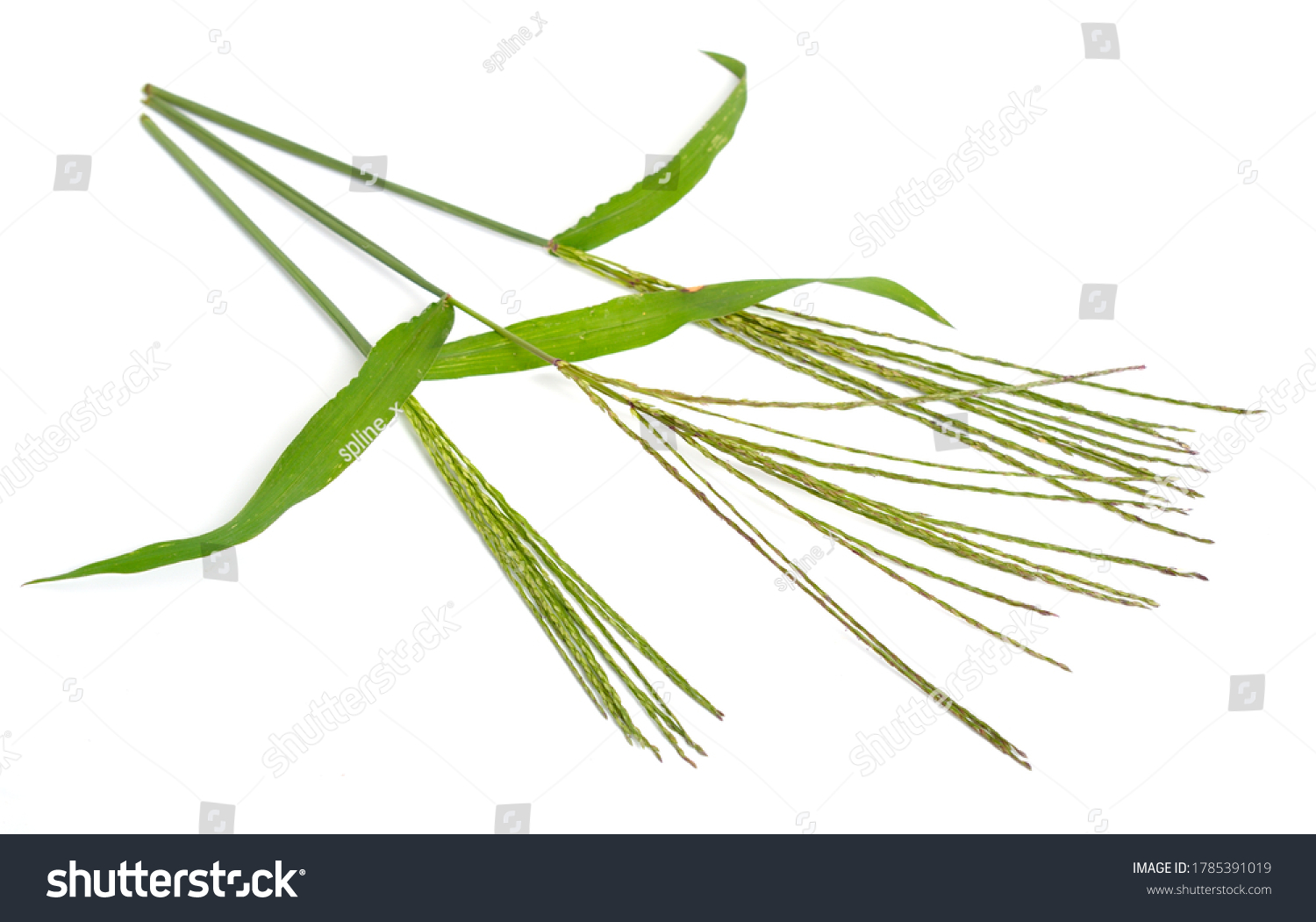 Cynodon dactylon, Bermuda grass Dhoob durva - Royalty Free Stock Photo ...