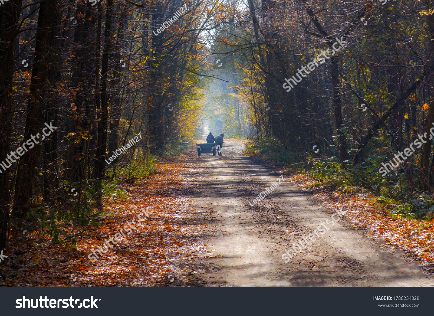 Ride in a horse drawn wagon in autumn woods with yellow leaves. Horse carriage on on autumn road #1786234028