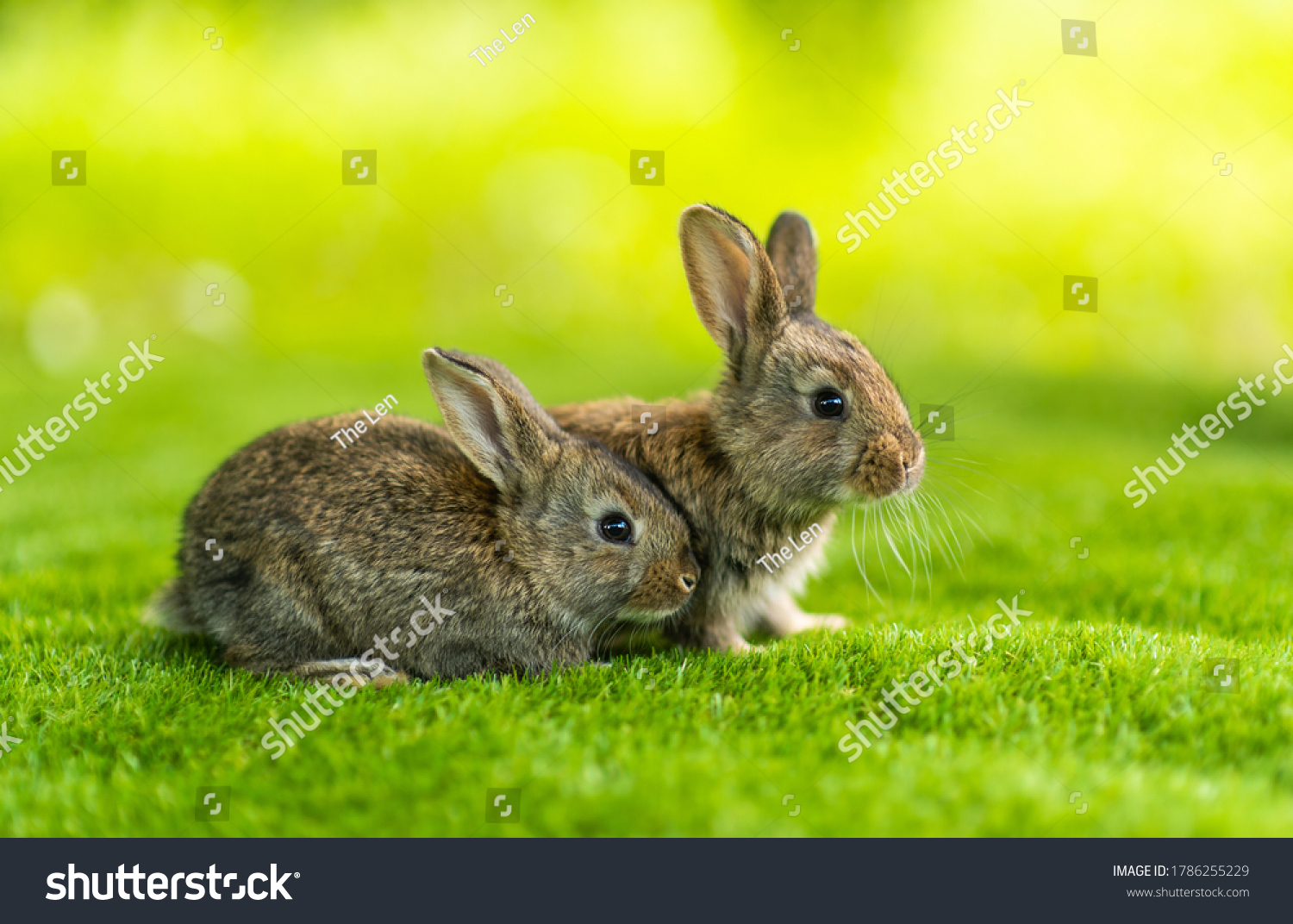 Rabbits. Cute little Easter bunny in the meadow. Green grass under the sunbeams. two rabbits on a green grass in summer day. #1786255229