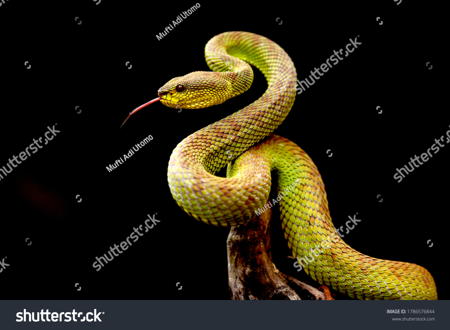 Green Mangrove pit viper (Trimeresurus - Royalty Free Stock Photo ...