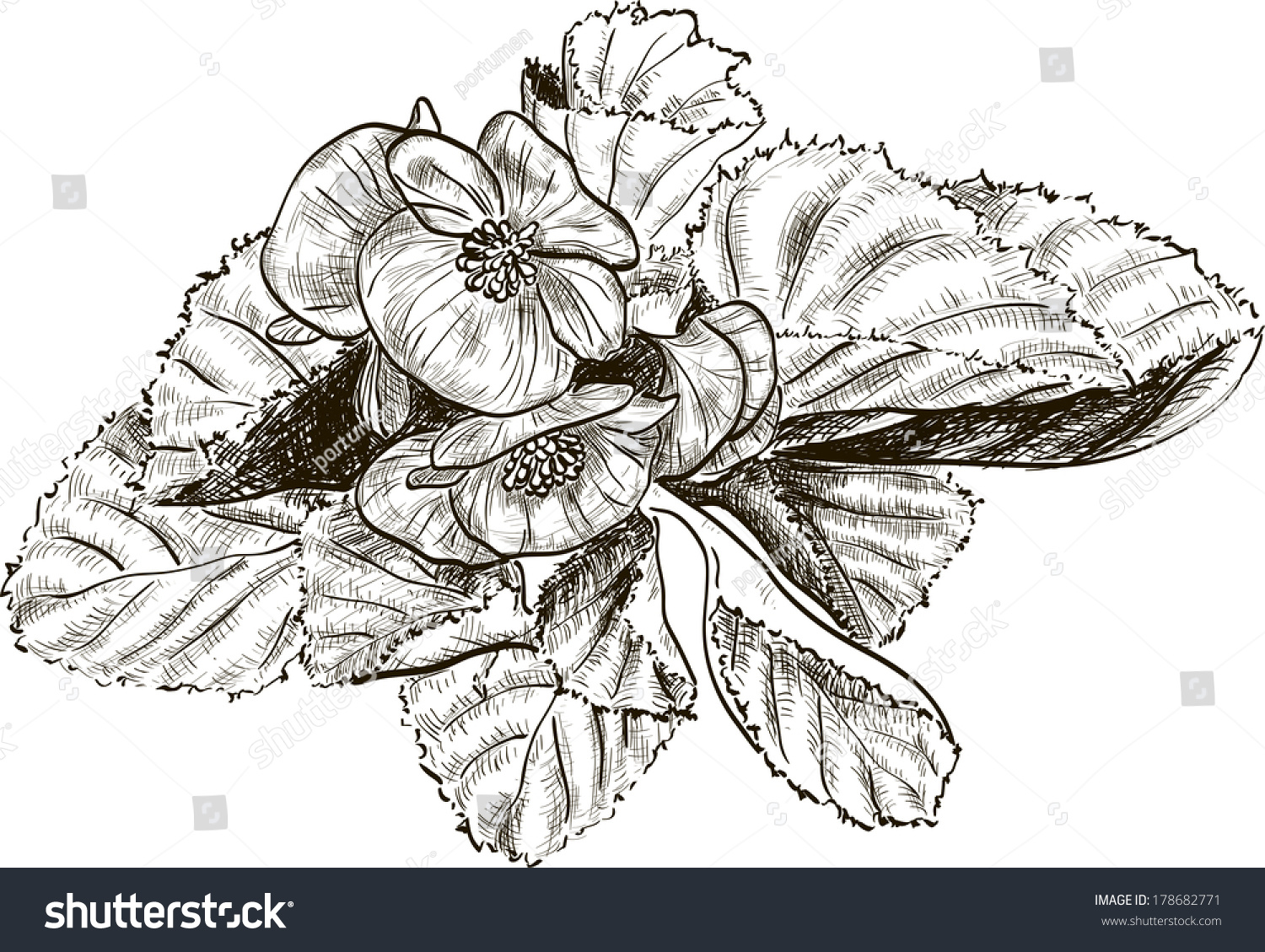 Hand drawing begonia flower  #178682771